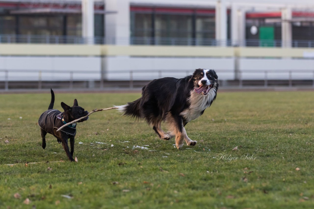 Bild 37 - Hundeshooting